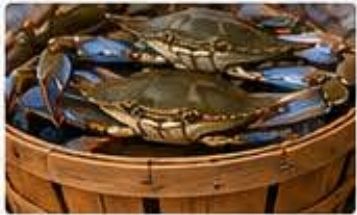 Bushel of fresh Florida blue crabs